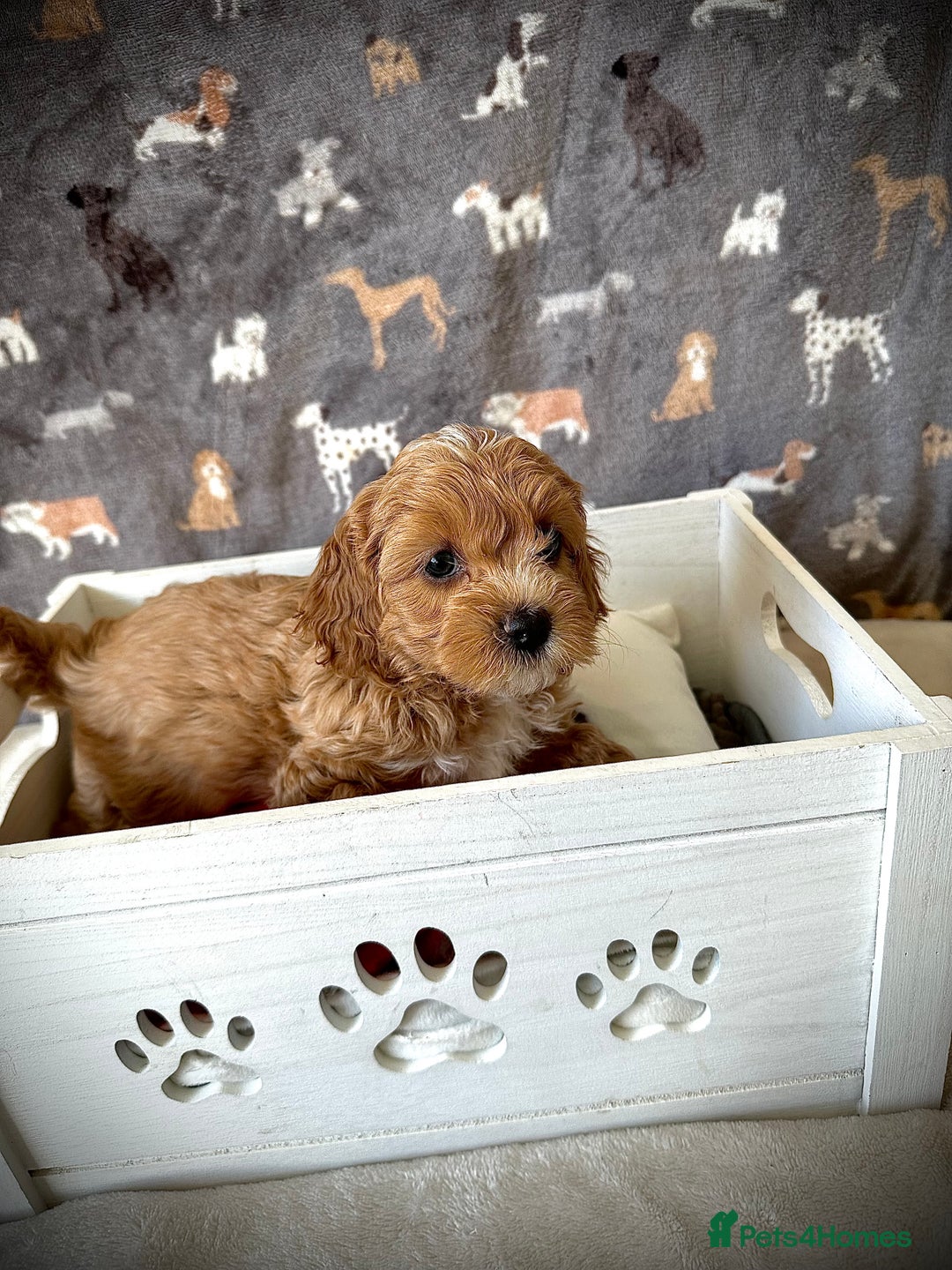 Cavachon dogs for sale: Cavapoochon pups for sale - Advert 4