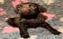Cocker Spaniel dogs for sale: Beautiful Working Cocker Spaniel puppies - Image 3
