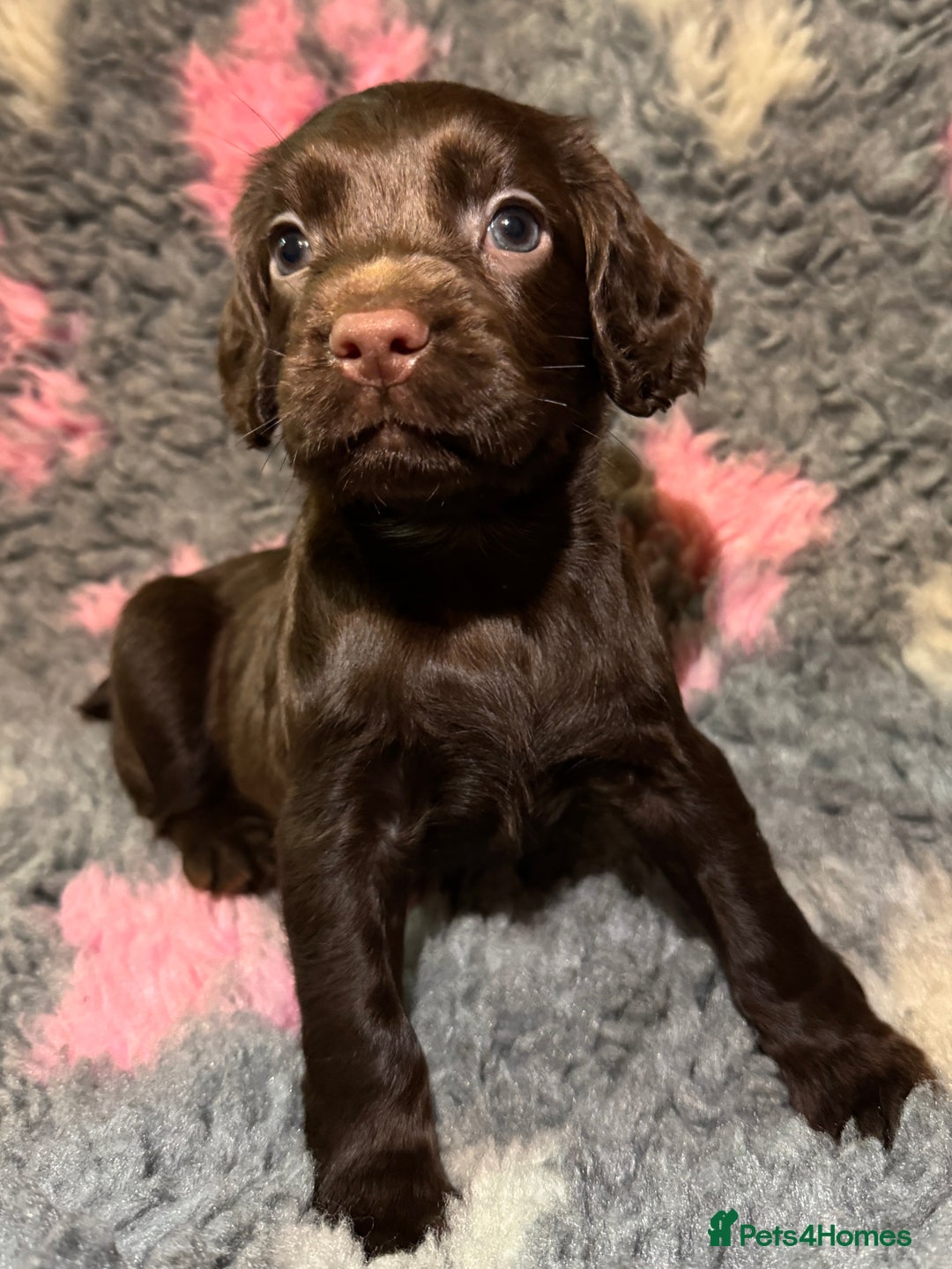 Cocker Spaniel dogs for sale: Beautiful Working Cocker Spaniel puppies - Image 3