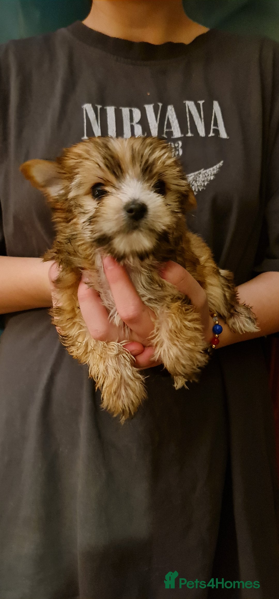 Chorkie dogs for sale: Ready now! Chihuahua x Yorkshire Terrier puppies  - Advert 8