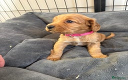 Cocker Spaniel dogs for sale: Kc reg cocker spaniels with 5 weeks insurance  - Advert 25