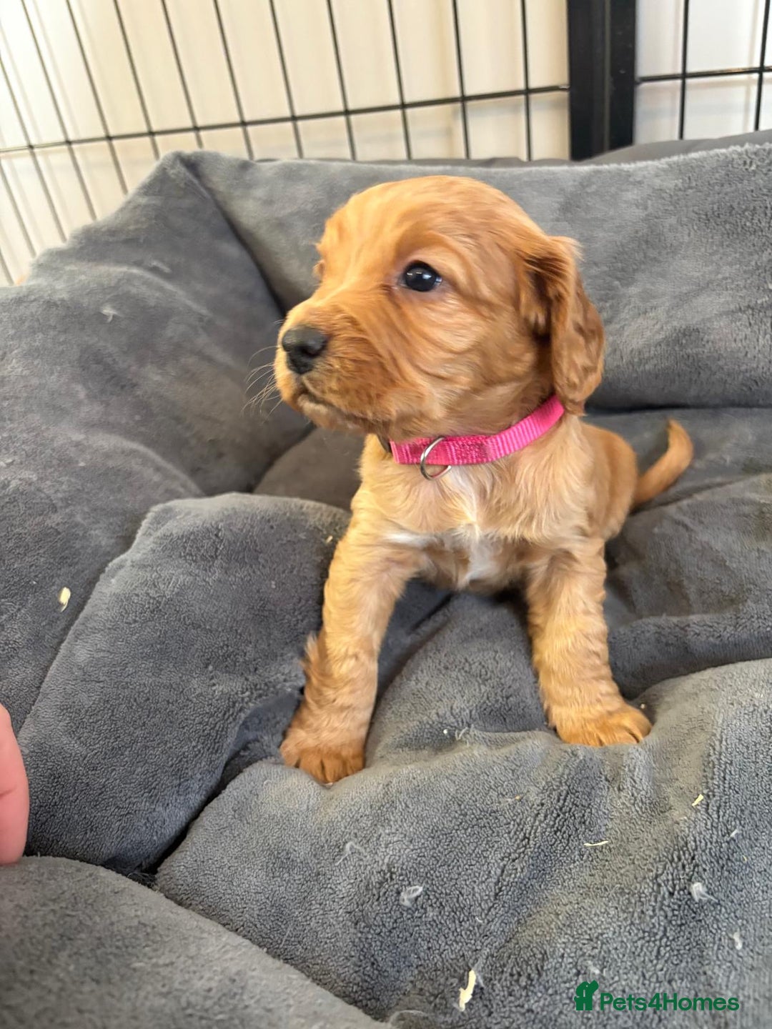 Cocker Spaniel dogs for sale: Kc reg cocker spaniels with 5 weeks insurance  - Advert 25