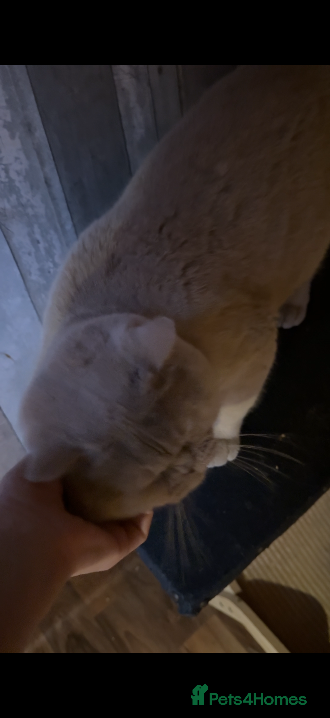 British Shorthair cats Lilac gccf stud blood group Ab in Birmingham - Advert 24