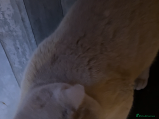 British Shorthair cats Lilac gccf stud blood group Ab in Birmingham - Advert 24