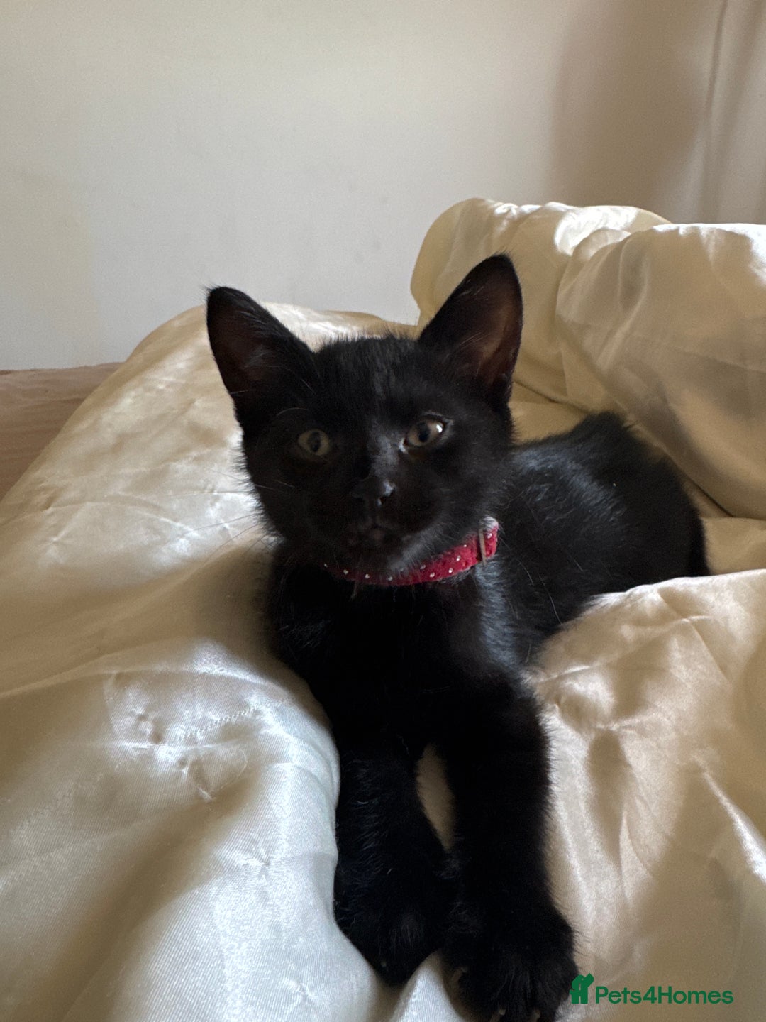 Mixed Breed cats for sale: Maine Coon X kittens ready to leave - Image 10