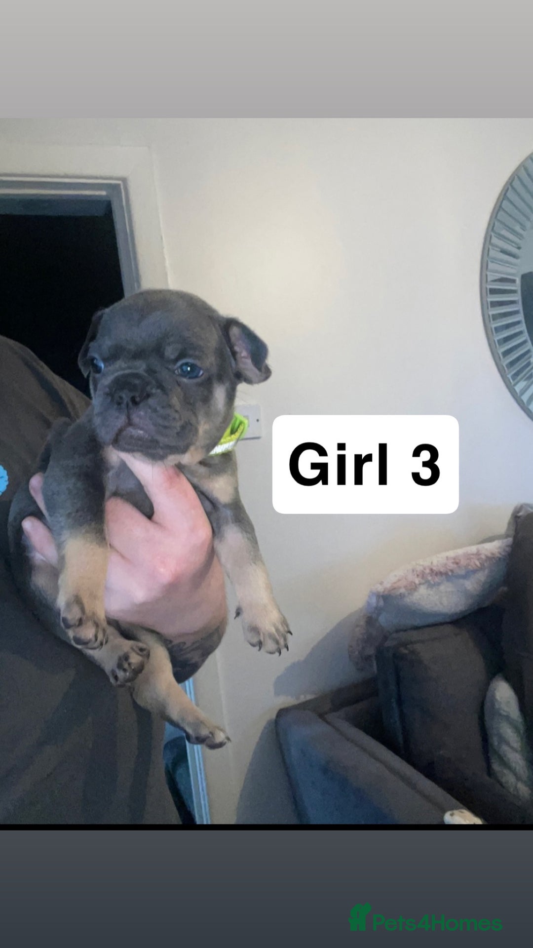 French Bulldog dogs for sale: 7 week old French bulldog puppies  - Image 4