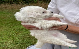 Mixed Breed dogs for sale: Bolonoodle Puppies  - Image 8