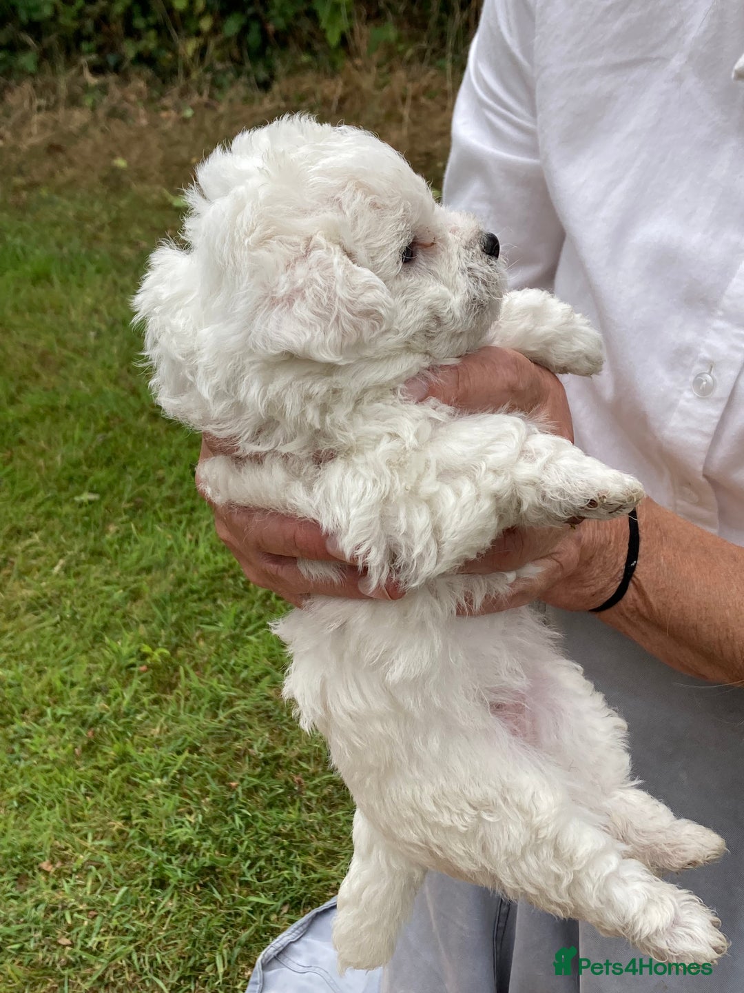 Mixed Breed dogs for sale: Bolonoodle Puppies  - Image 8