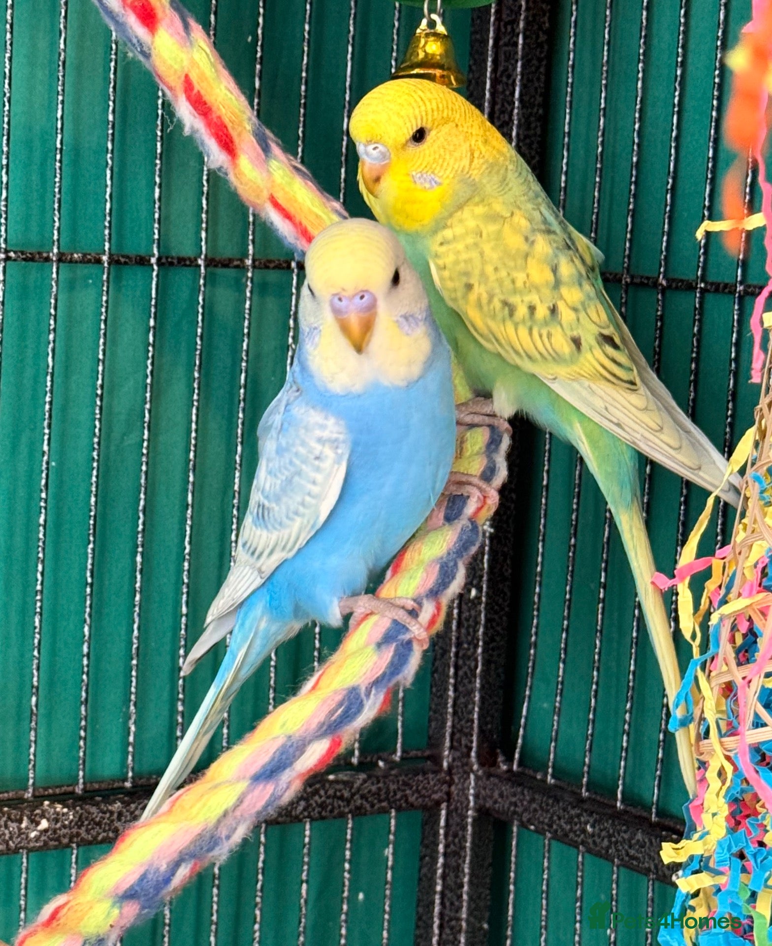 Budgerigars birds Budgies available 8 to 10 Weeks Old  PLS READ AD  - Advert 1