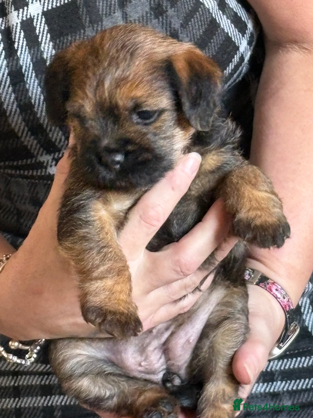 Border Terrier dogs for sale: Border terrier pups - Image 11