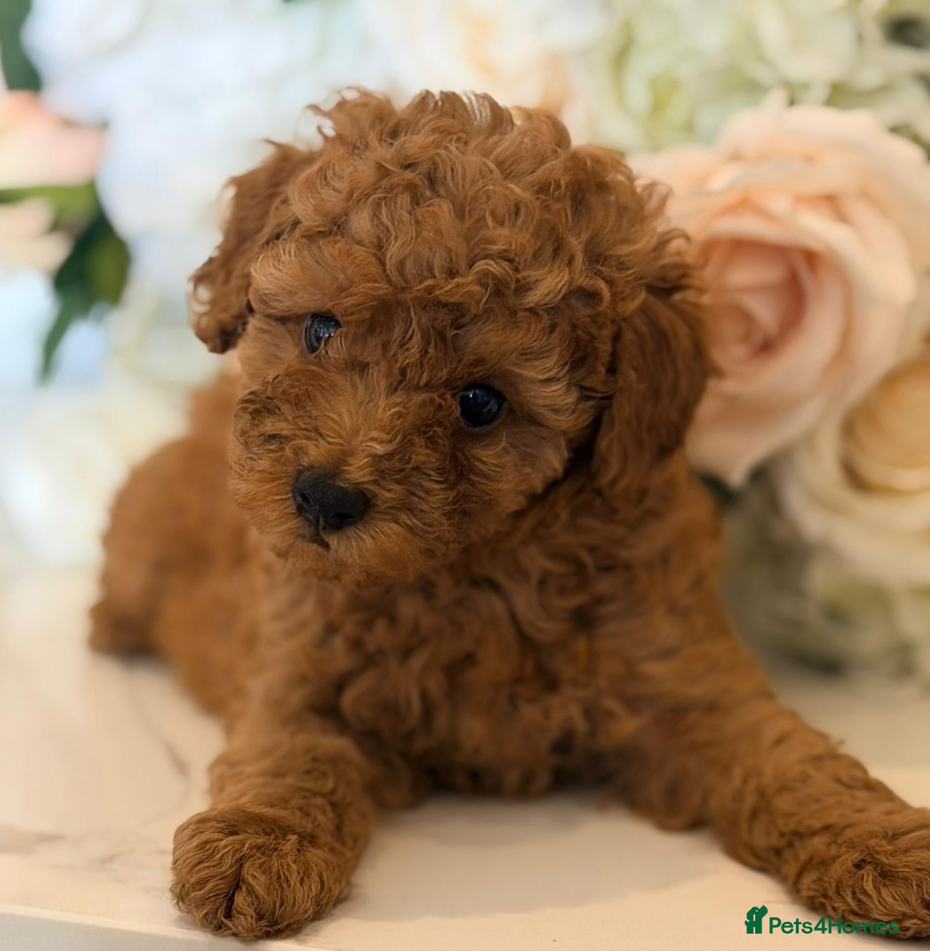 Toy Poodle dogs Beautiful Toy Poodle Puppies - Advert 2