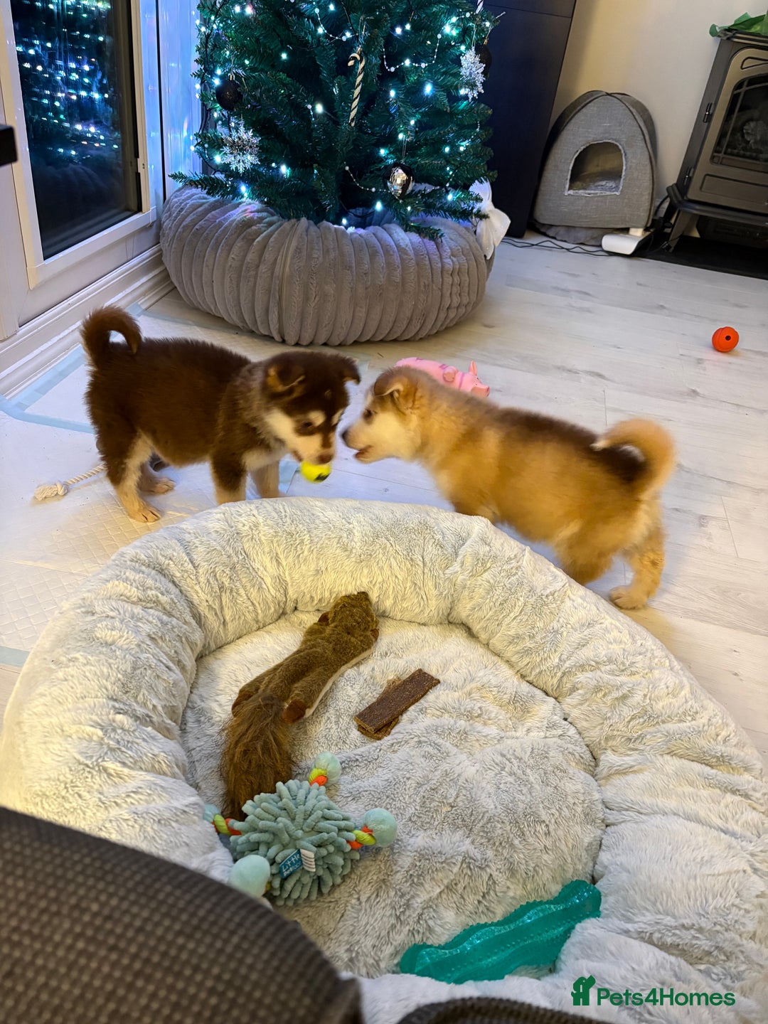 Mixed Breed dogs for sale: Dakota and Akila - Advert 4