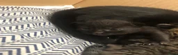 Mixed Breed cats for sale: 4 male cats (all have been named) - Advert 5