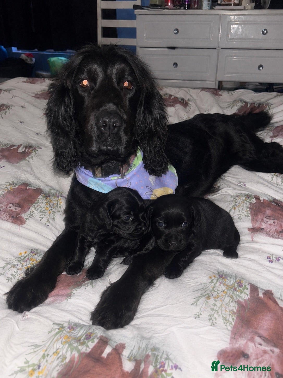 Cocker Spaniel dogs Beautiful active cocker spaniels - Advert 2