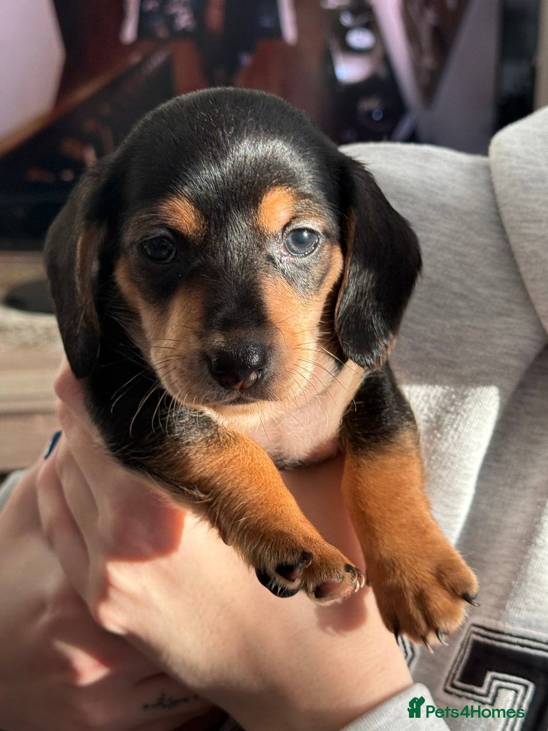 Miniature Dachshund dogs for sale: Miniature Dachshund's   - Advert 36