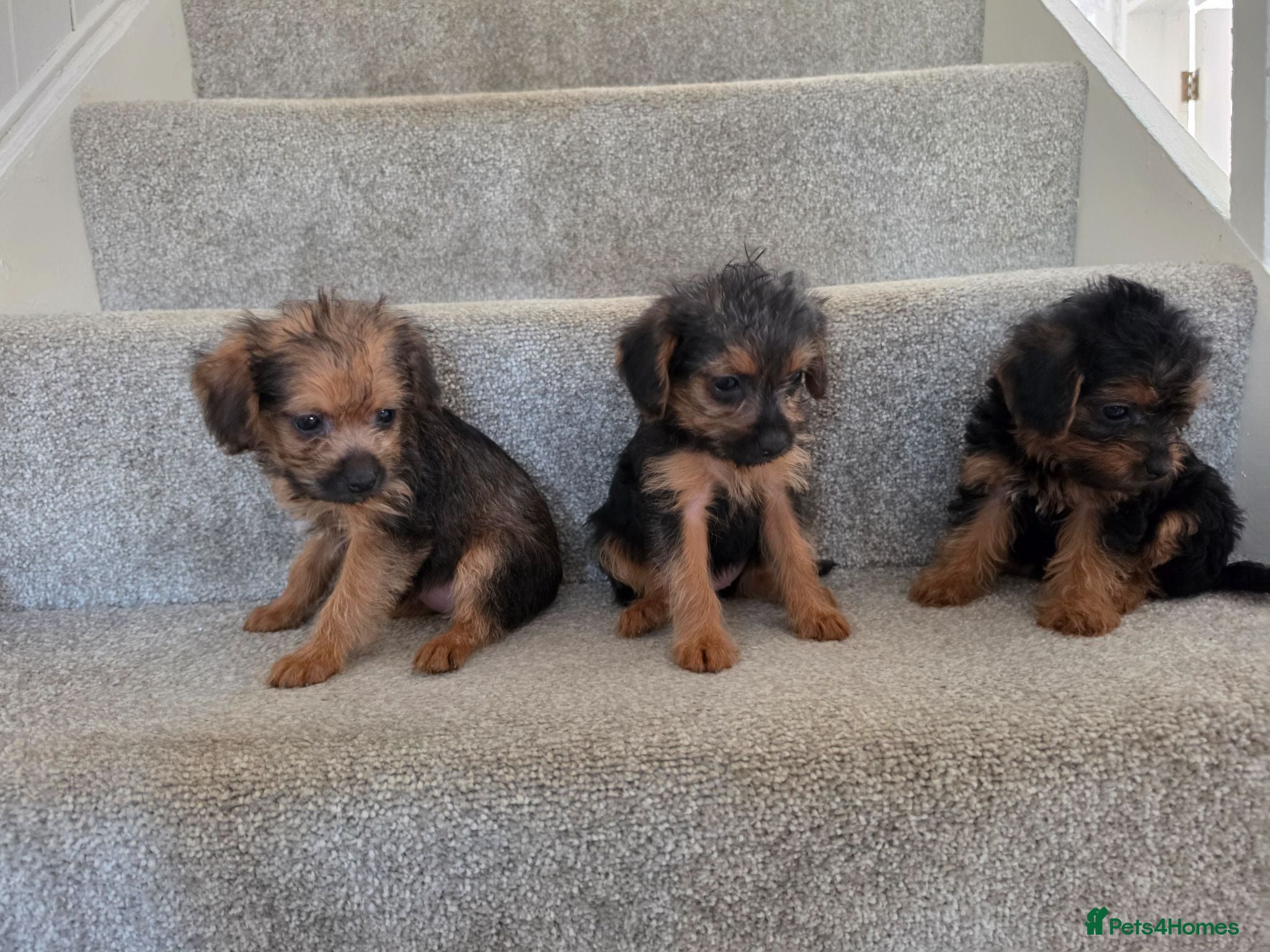 Mixed Breed dogs Borderpoo vet checked, 1st cross puppies - Advert 3