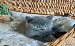 British Shorthair cats for sale: (READY NOW)EXCEPTIONAL PURE BREED BSH - Image 18