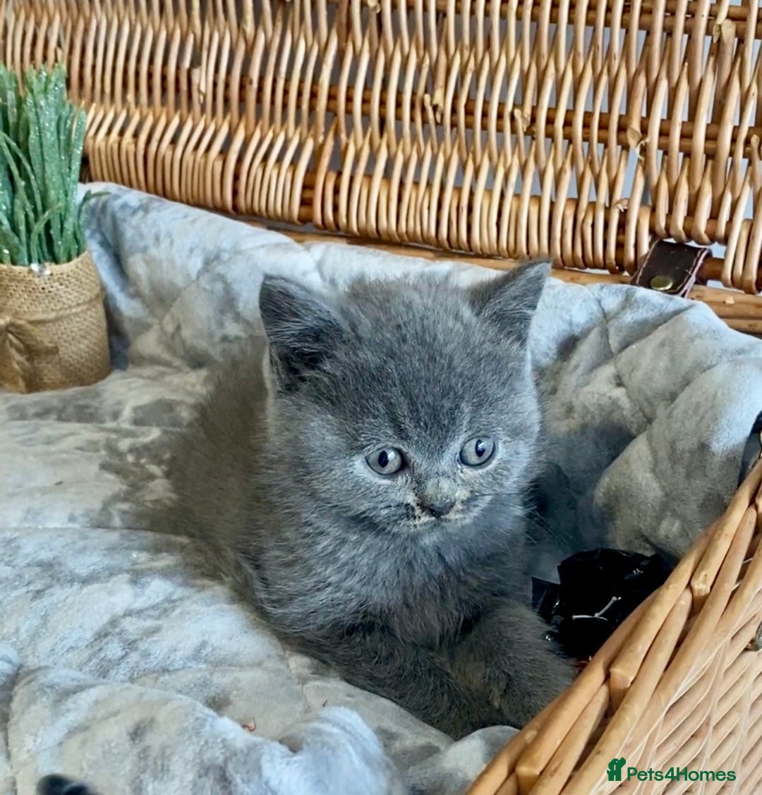 British Shorthair cats for sale: (READY NOW)EXCEPTIONAL PURE BREED BSH - Image 18