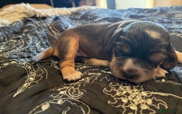 Cocker Spaniel dogs for sale: Kc registered show type cocker spaniel puppies - Image 21