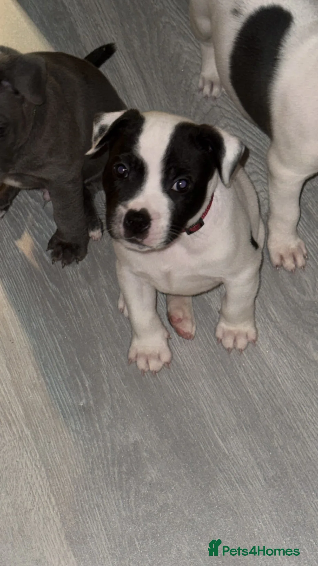 Staffordshire Bull Terrier dogs for sale: 1 GORGEOUS  STAFFORDSHIRE BULL TERRIER PUPPIES - Advert 1