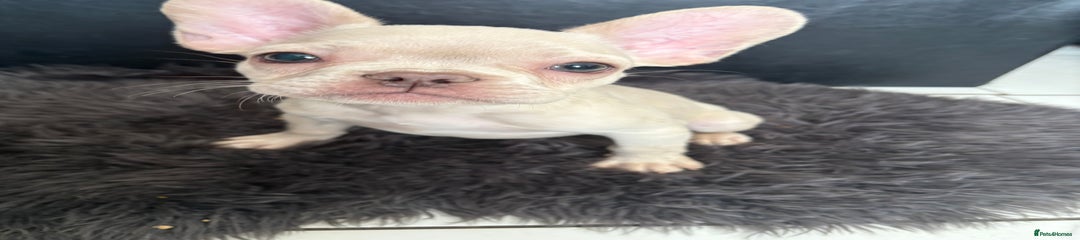 French Bulldog Puppy 3