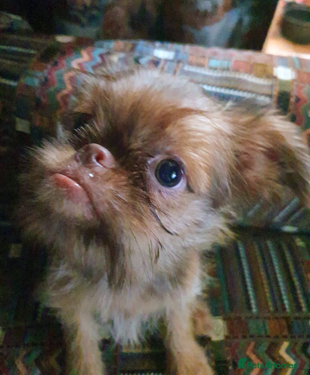 Griffon Bruxellois dogs for sale: One Beautiful Girl - Advert 5