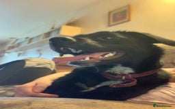 Borador dogs for sale: Labradorite cross with a collie - Image 2