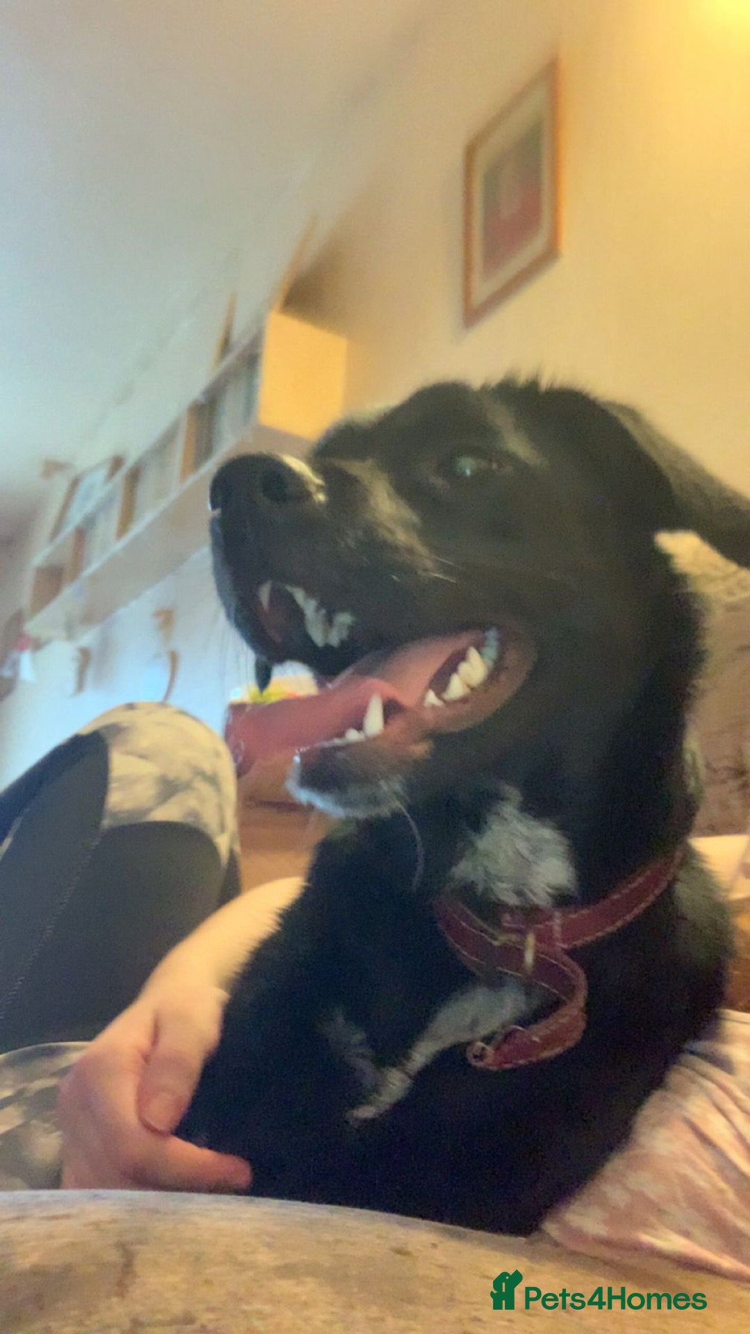 Borador dogs for sale: Labradorite cross with a collie - Image 2