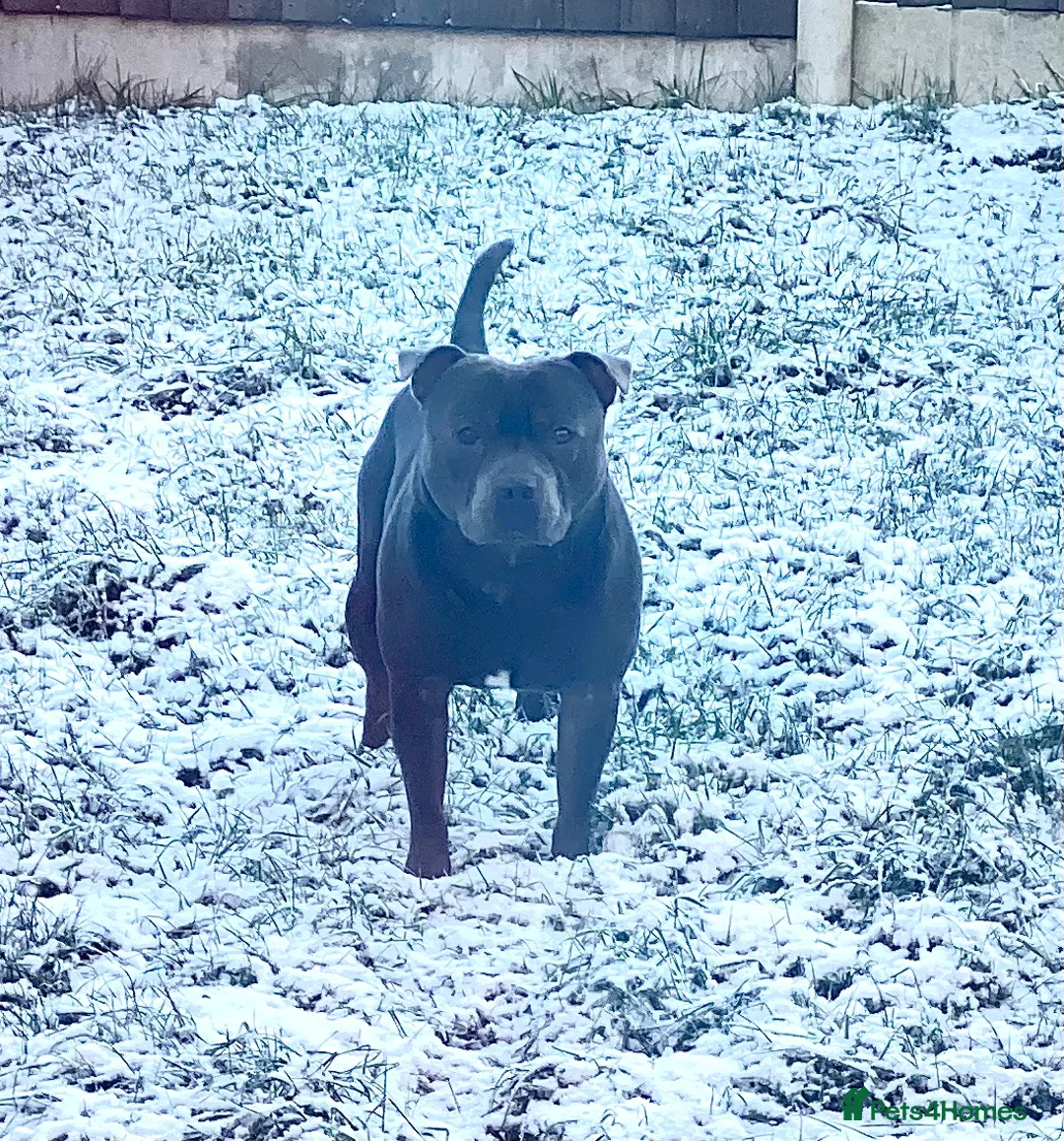 Staffordshire Bull Terrier dogs for sale: My boy! in Birmingham - Advert 2