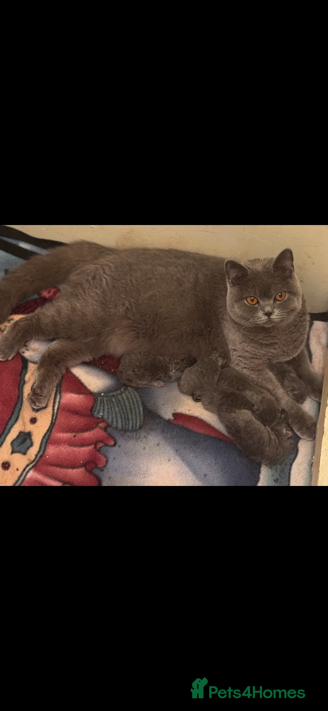 British Shorthair cats for sale: Gorgeous Champions line British Shorthair - Image 23