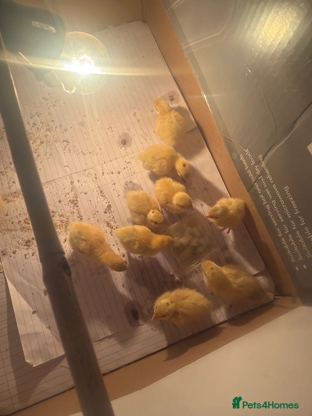 Lories birds for sale: Quails - Advert 2