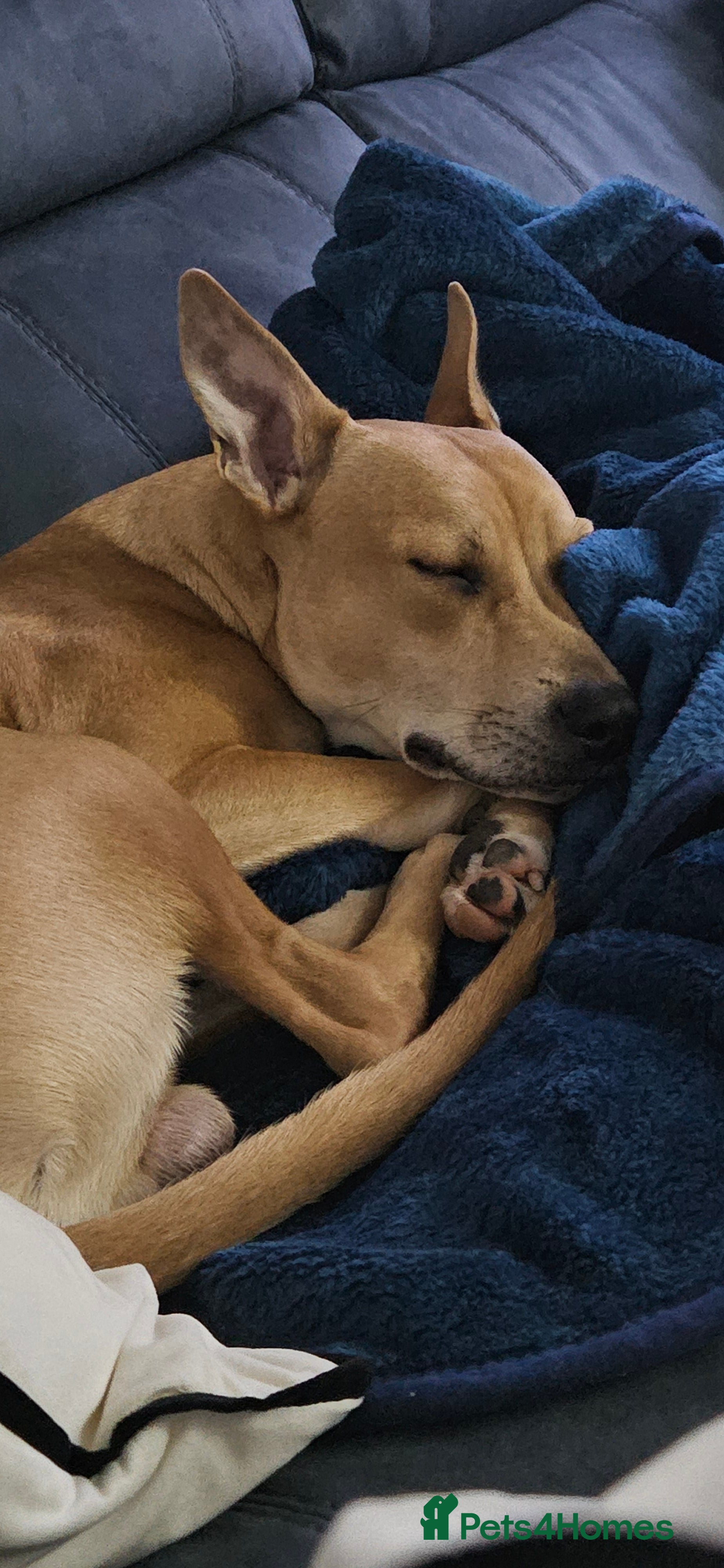 Mixed Breed dogs 8 month old milo in Bolton - Advert 2