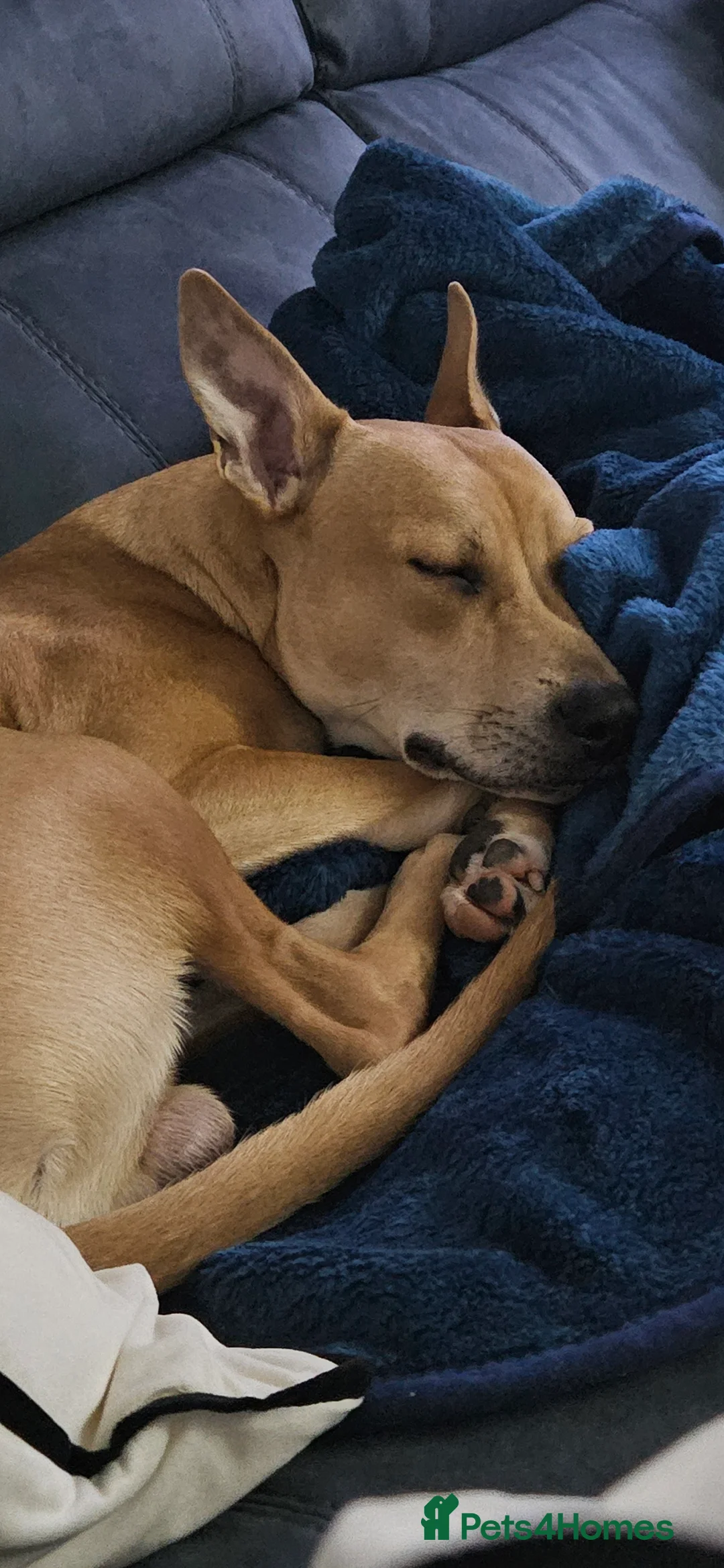 Mixed Breed dogs for sale: 8 month old milo in Bolton - Advert 1