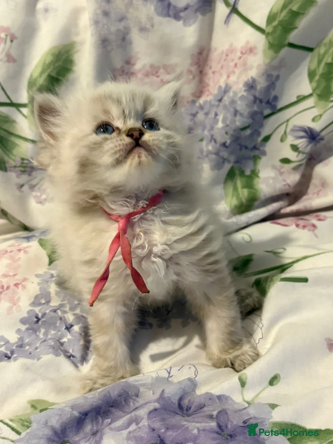 Ragdoll cats for sale: 6 week tica registered ragdoll kittens  - Advert 1