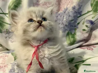 Ragdoll cats 6 week tica registered ragdoll kittens - Advert 1