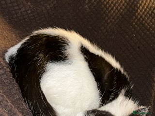 Mixed Breed cats - Advert 35