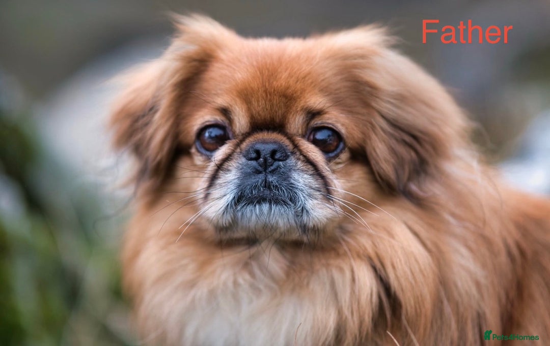 Pekingese dogs for sale: 🐾 Pekingese Puppies for Sale – 2 Girls & 1 Boy 🐾 - Advert 22
