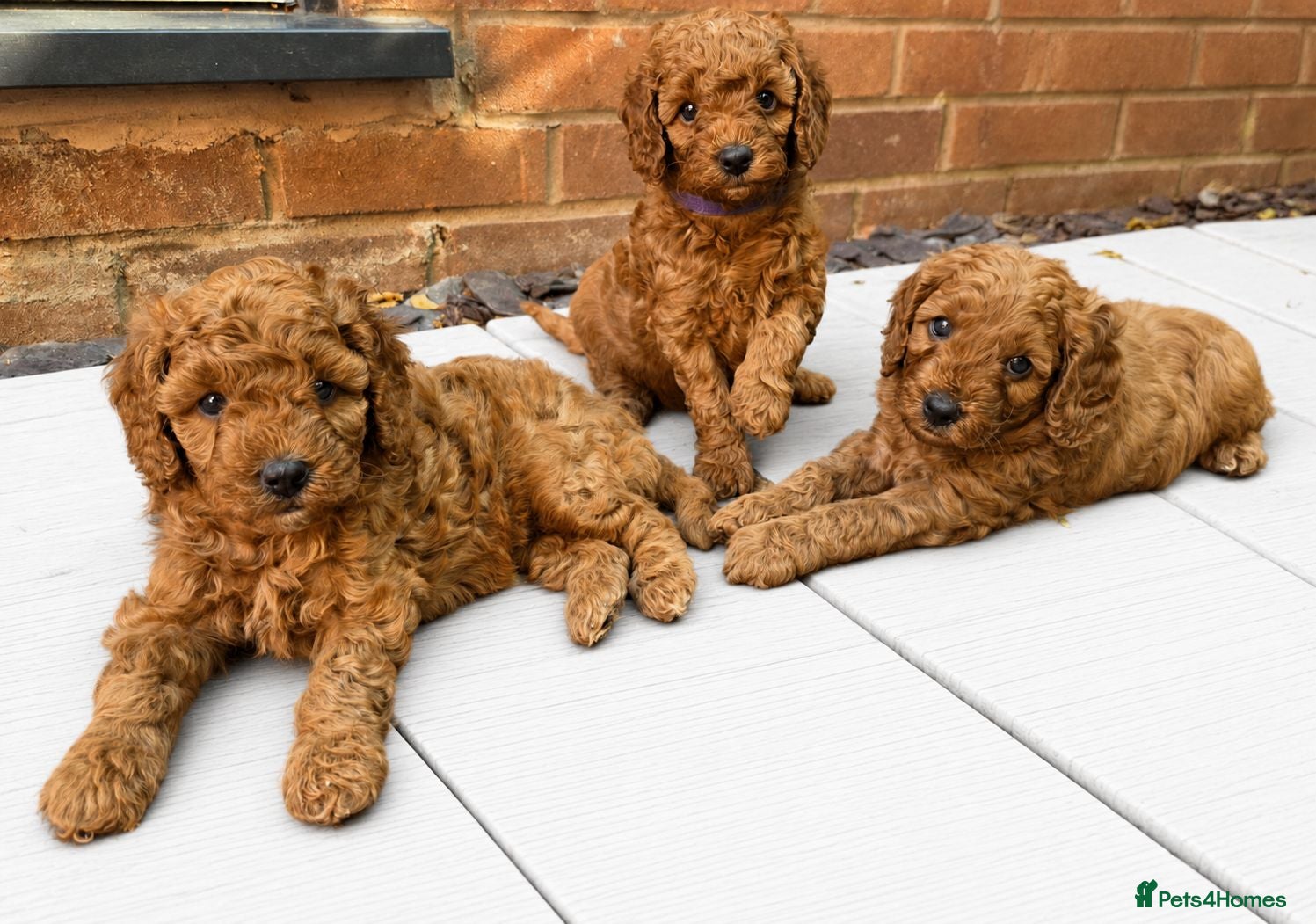 Cavapoo dogs ❤️Beautiful cavapoo- Ready 16th July ❤️ - Advert 1