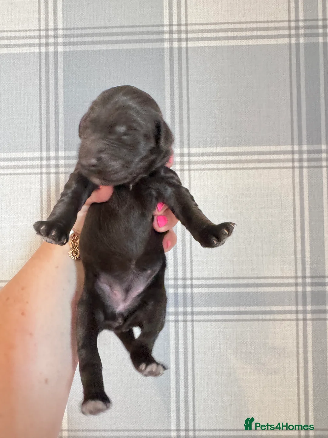 Labradoodle dogs for sale: Labradoodle Litter from Health Tested Parents - Advert 10