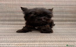 Yorkshire Terrier dogs for sale: Yorkshire Terrier puppies – very small, dad 1.2 kg - Image 2