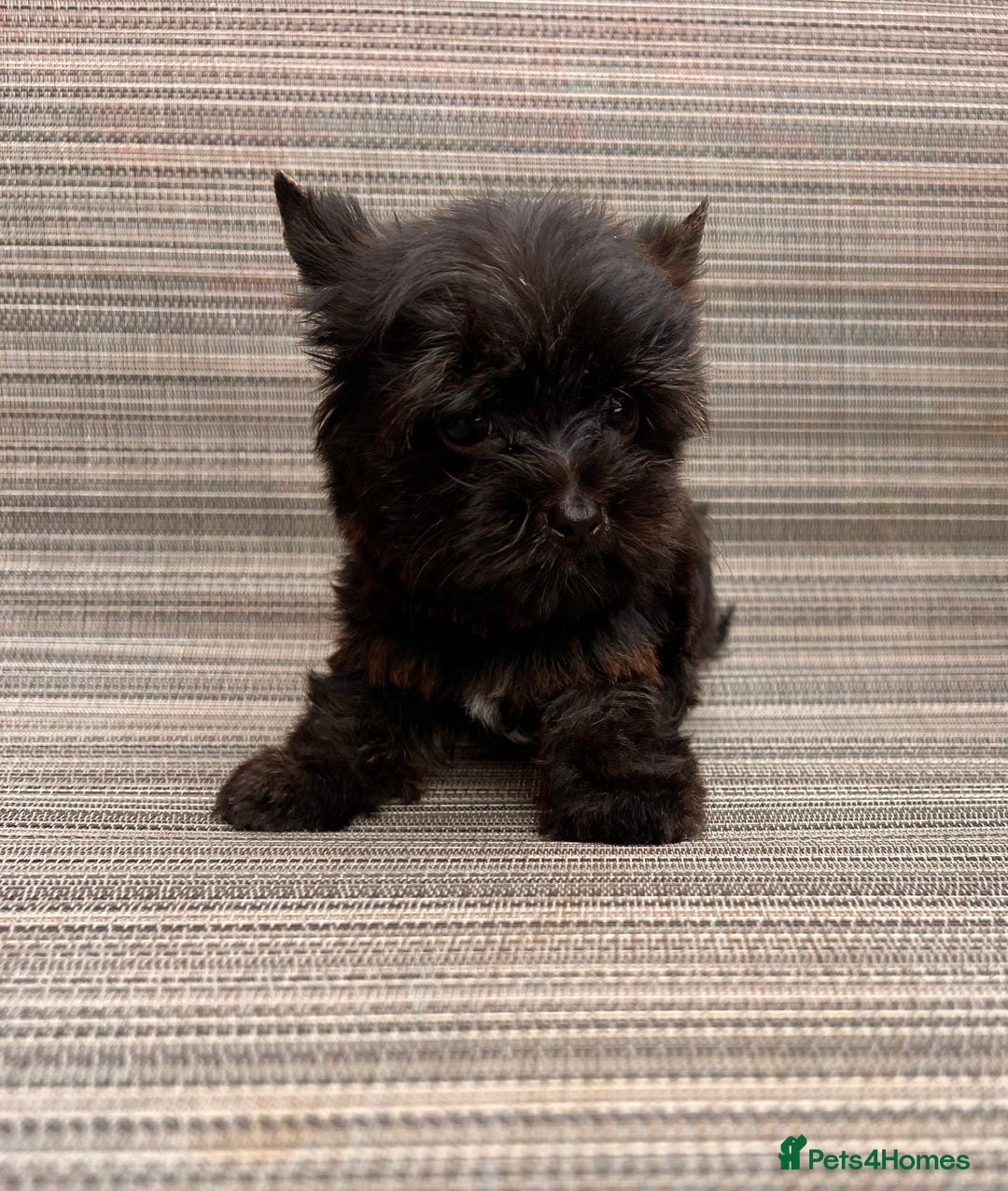 Yorkshire Terrier dogs for sale: Yorkshire Terrier puppies – very small, dad 1.2 kg - Image 2