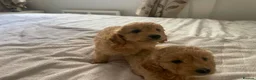 Cockapoo dogs for sale: Cockapoo puppies - Advert 4