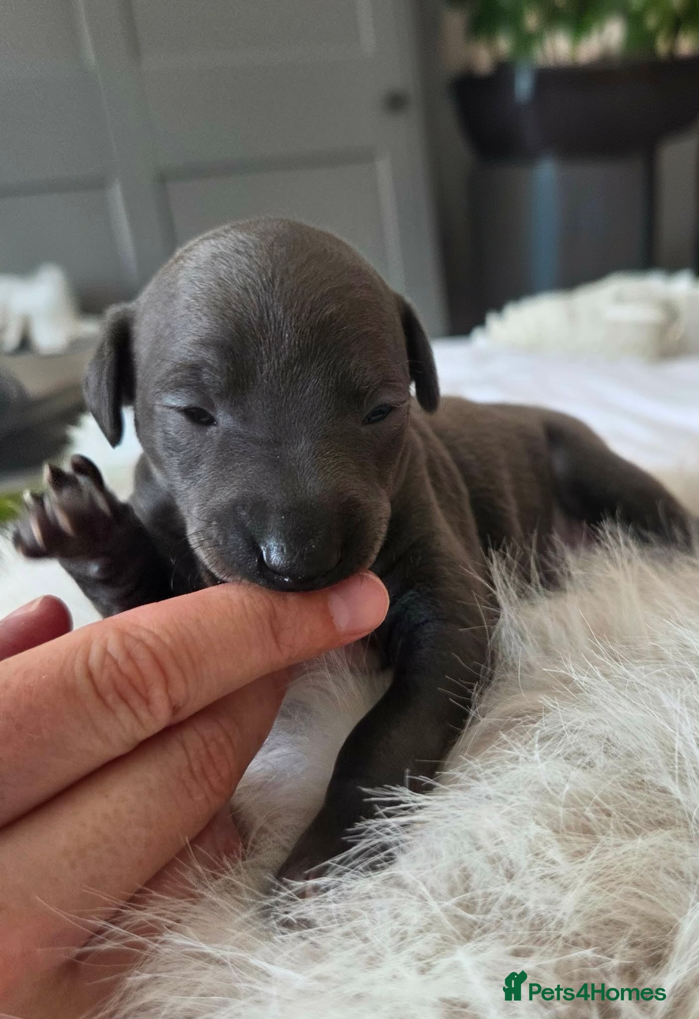 Italian Greyhound dogs 2weeks old  boy and girl available  - Advert 9