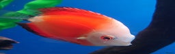 Other/Mixed Breed fish for sale: Fish Stock List - Updated Regularly  - Advert 39
