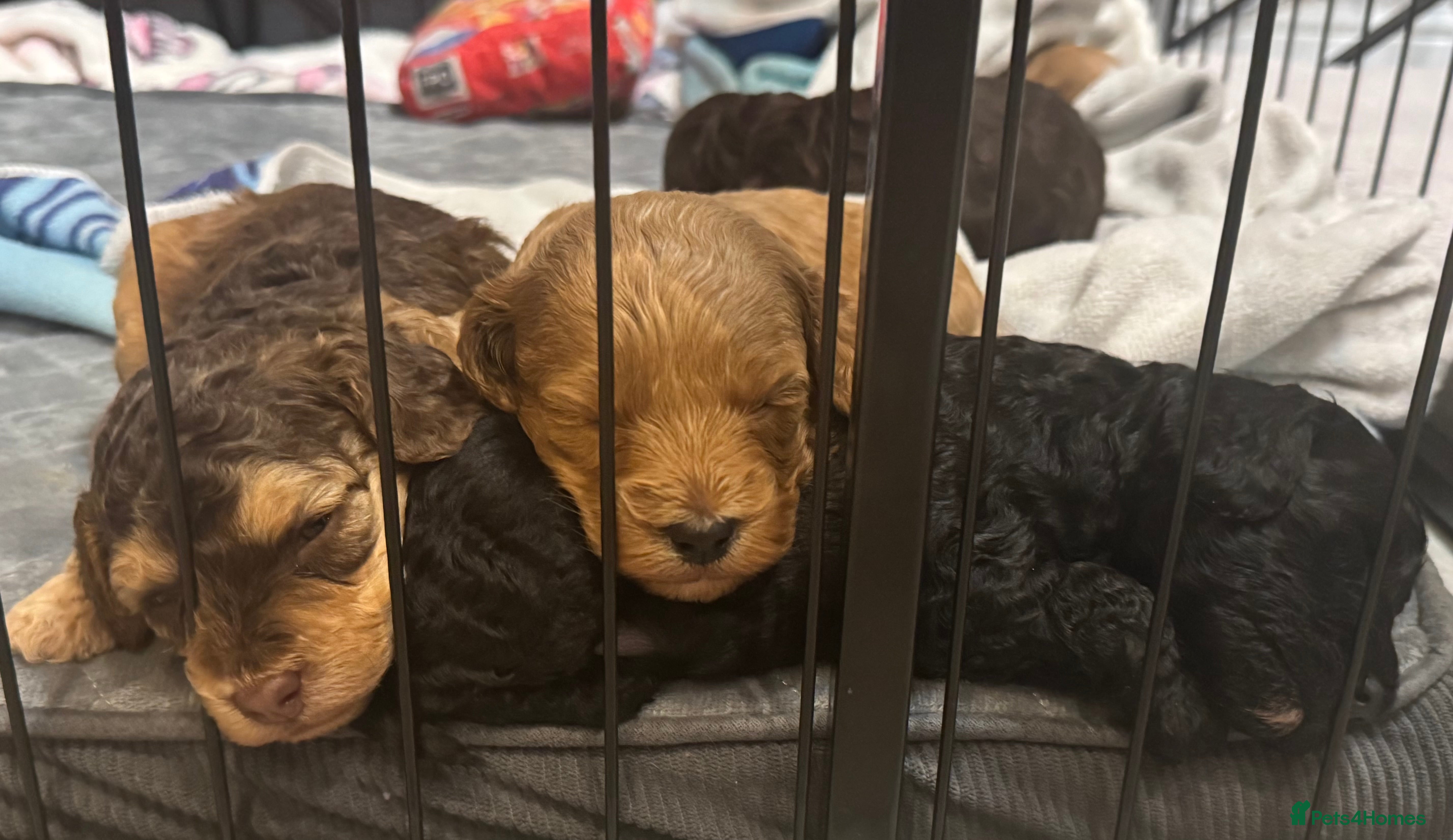 Cockapoo dogs 1 Beautiful F1bb toy cockapoo left - Advert 2