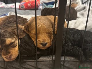 Cockapoo dogs 1 Beautiful F1bb toy cockapoo left - Advert 2