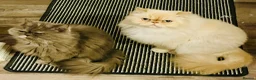 Persian cats for sale: Persians  - Advert 6