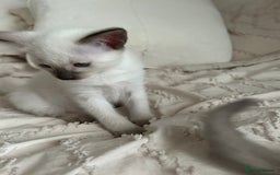 Siamese cats for sale: 2x Beautiful Pedigree Siamese Female Kittens - Image 6