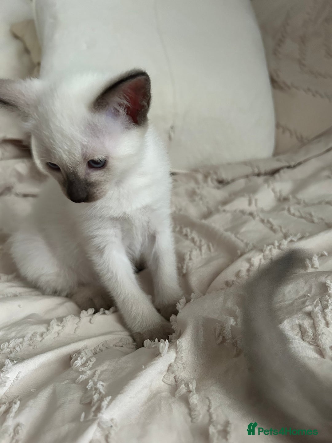 Siamese cats for sale: 2x Beautiful Pedigree Siamese Female Kittens - Image 6