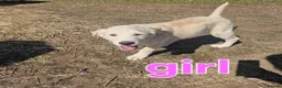 Mixed Breed dogs for sale: Akita cross with Russia sheep dog - Advert 3